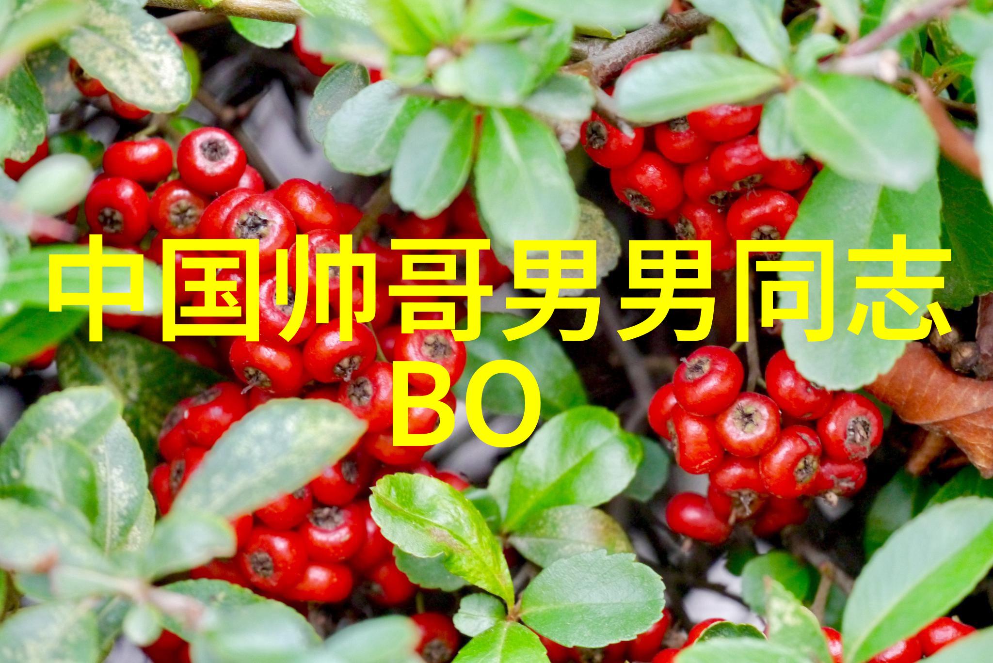 为了什么而亮起揭开光明会对恒星的控制机制