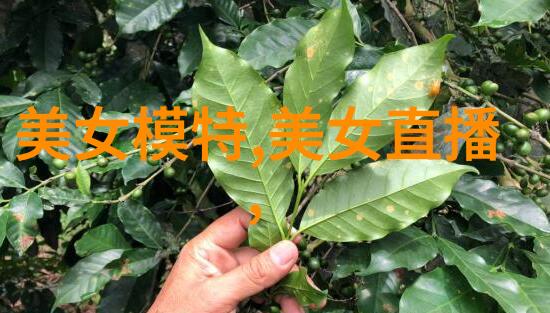 虚拟聚会的秘密花园揭秘无需付费的微信群邀请网站