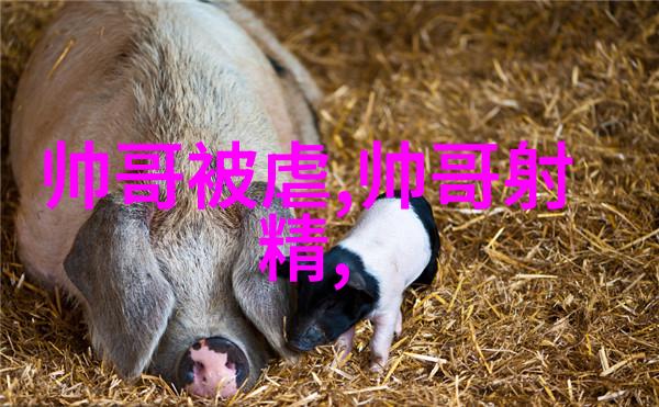 旋律轻盈小提琴的甜蜜舞步