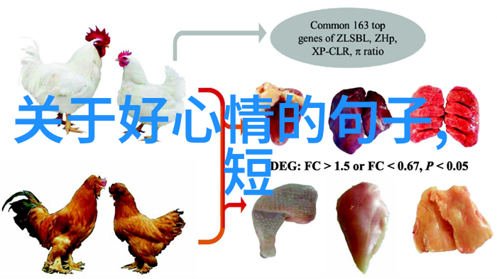 双十节日-重阳节的传说与现代庆祝方式