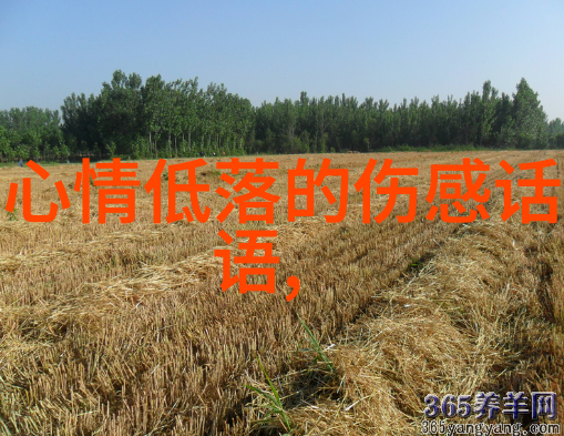 萌宠日常可爱宠物的生活片段
