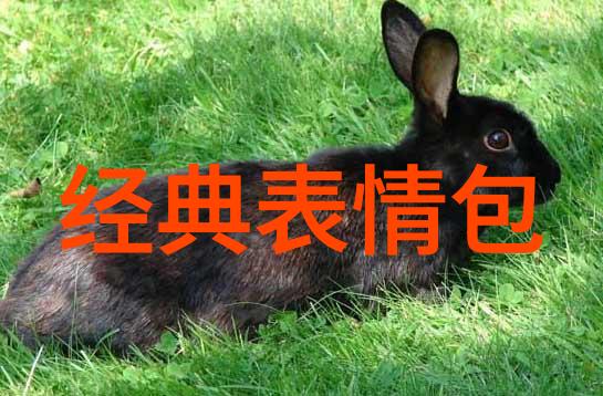 动漫界罕见美女头像探秘那些超级好看的角色设计