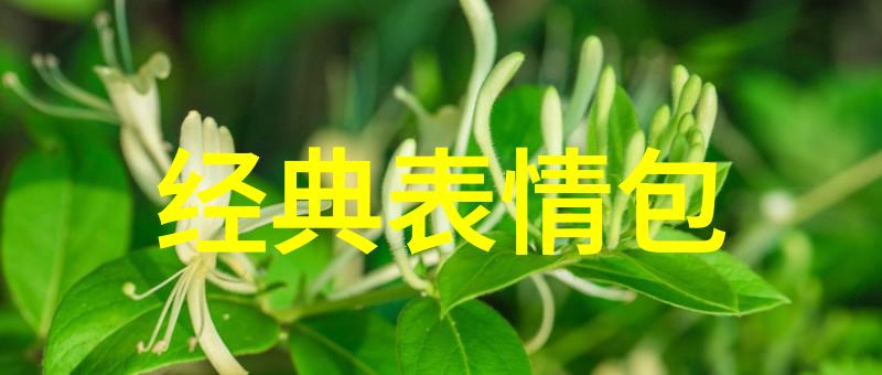 心灵的港湾静心之道在修养中寻觅