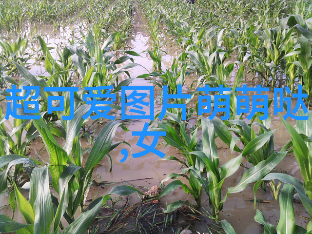 暗黑复仇者完美存档的巅峰之旅