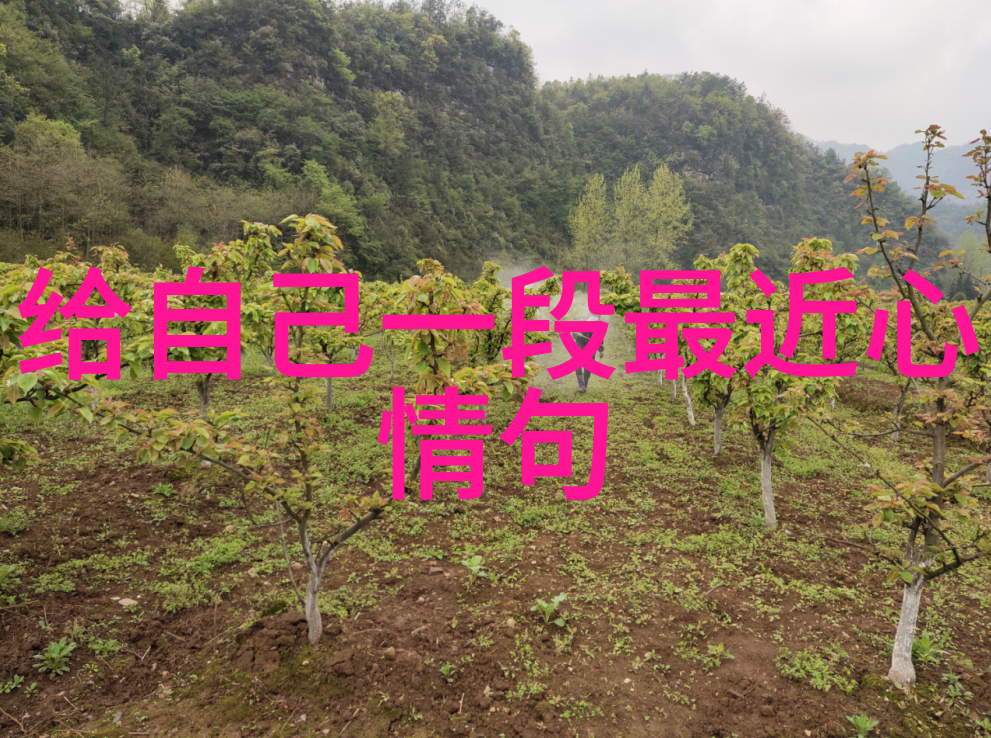 西方节日的文化多样性与传统意义