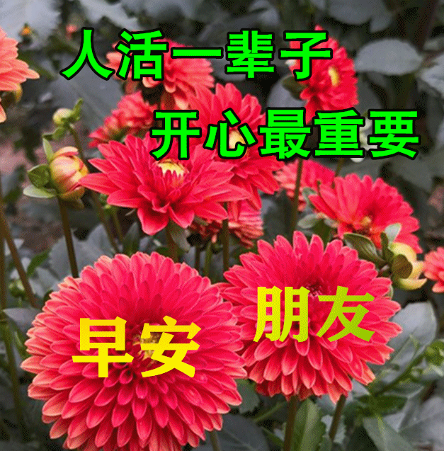 美女早上问候表情包_中老年问候表情包_问候表情包