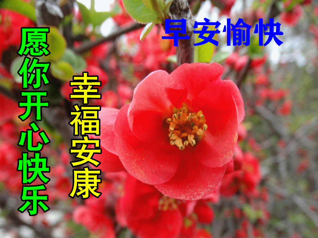 问候表情包_美女早上问候表情包_中老年问候表情包