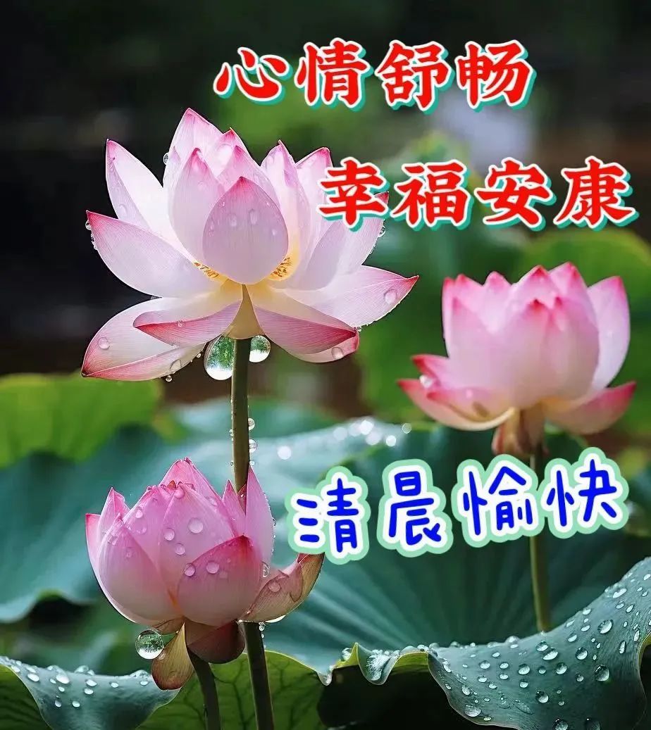 问候表情包_美女早上问候表情包_中老年问候表情包