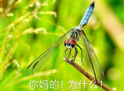 经典表情包_经典的表情_经典表情包的意思
