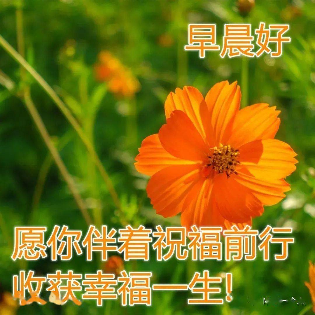 问候表情包_早上问候表情包_中老年问候表情包